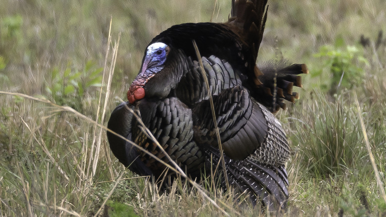 big fat turkey