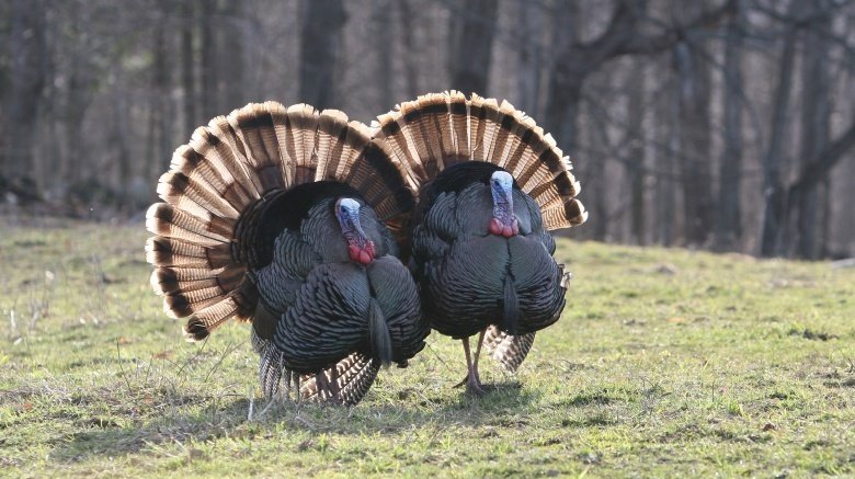 two big fat turkeys