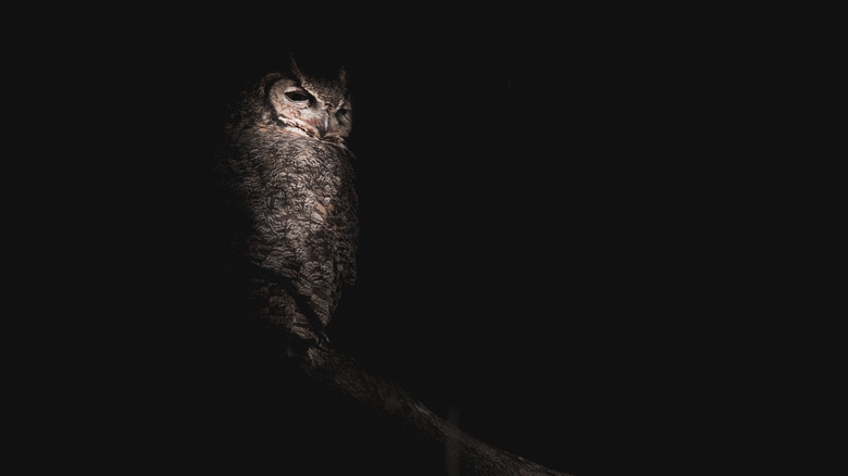 Screech owl isolated on black background