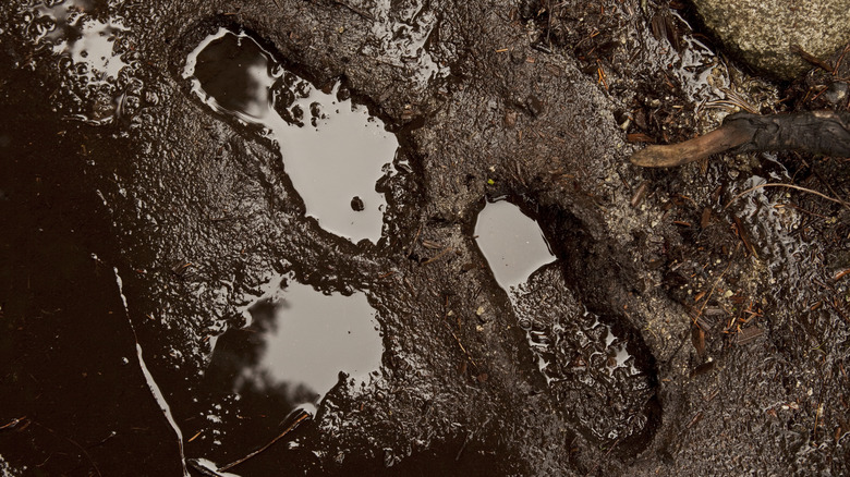 two footprints in mud