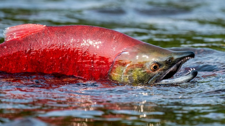 salmon red fish migration 
