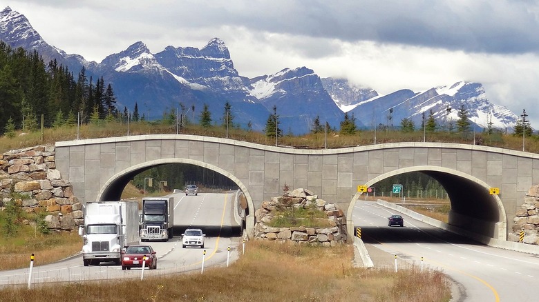 wildlife crossing bridge highway