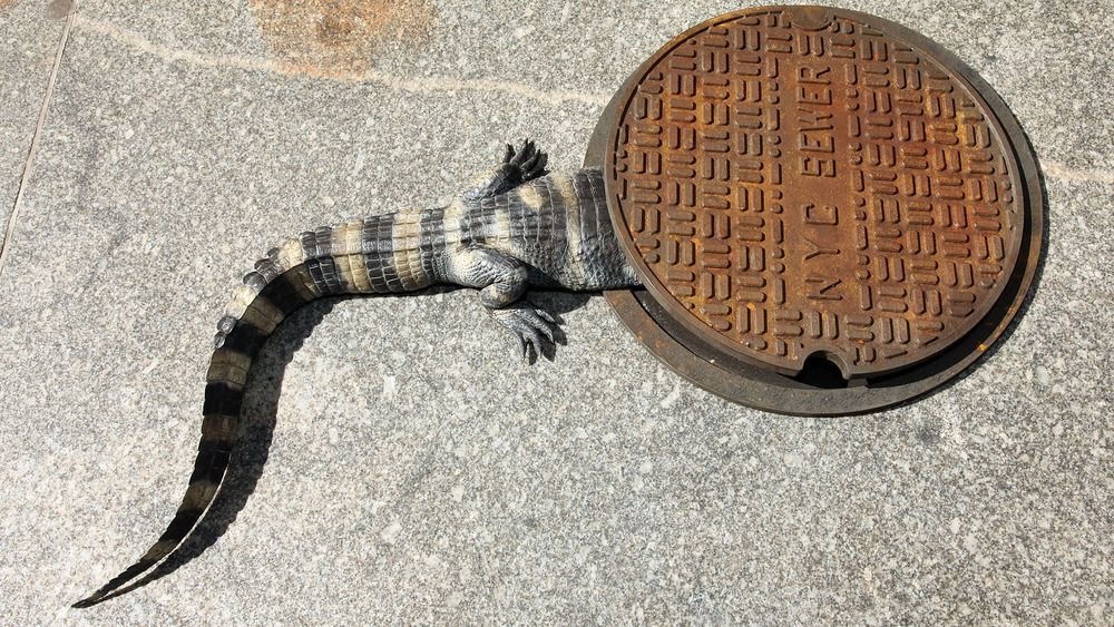 prop alligator entering a sewer