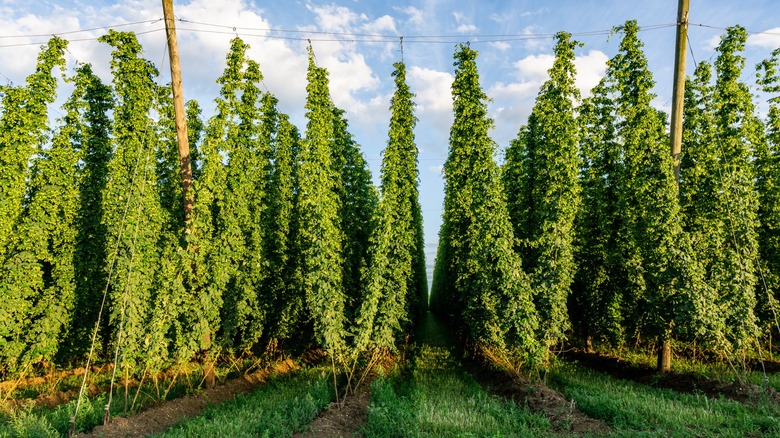 Hop plants in field