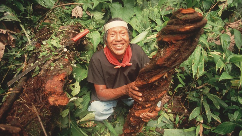 Indigenous man smiling holding large root