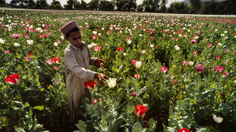 Young boy harvesting opium poppies