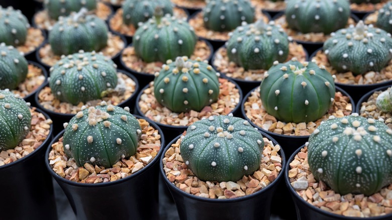 Peyote cacti in flower pots