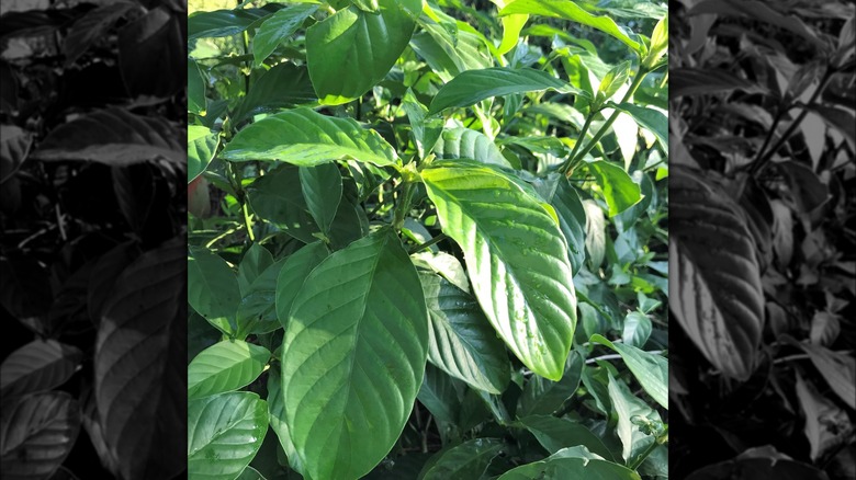 Psychotria Viridis plants in wild