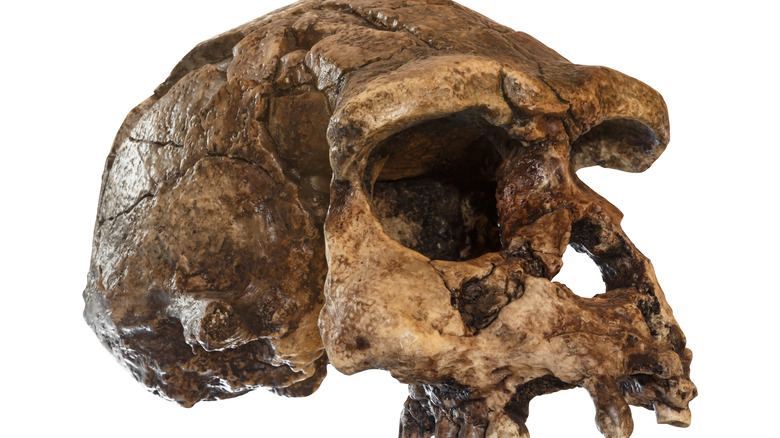 homo erectus skull