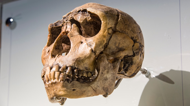 homo ergaster skull