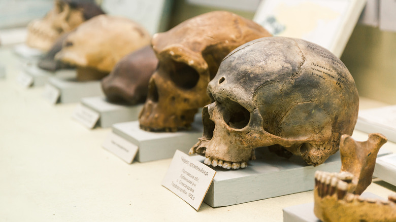 human skulls on display