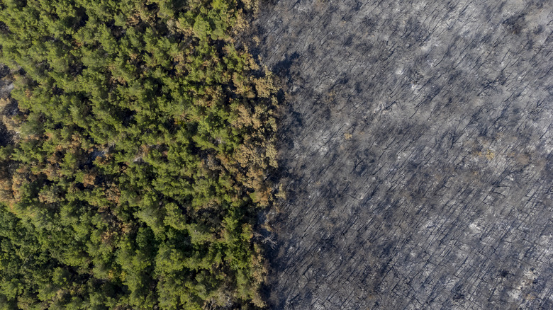 aerial view greece park destroyed by wildfire
