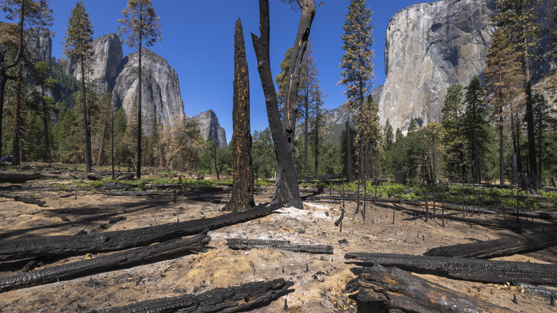 burned forest in yosemite park
