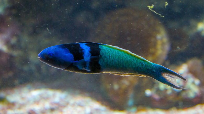 Bluehead wrasse swimming