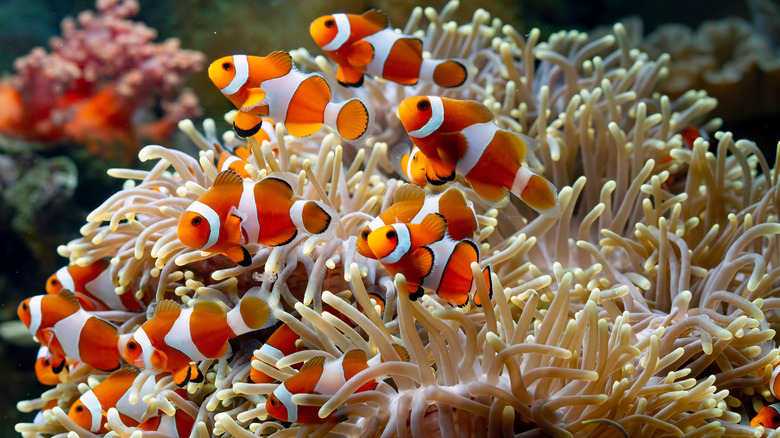 Clownfish in coral reef