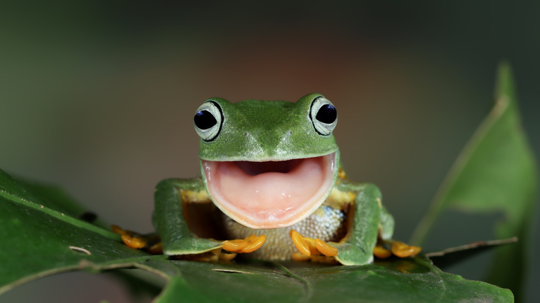 Green tree frog