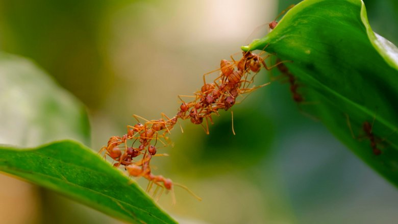 Ant bridge