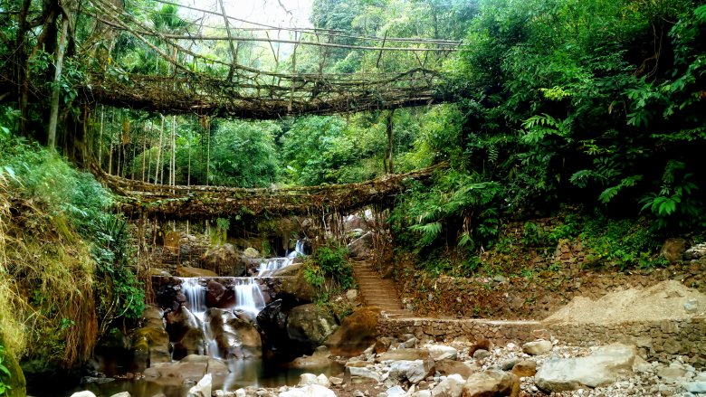Meghalaya vine bridge