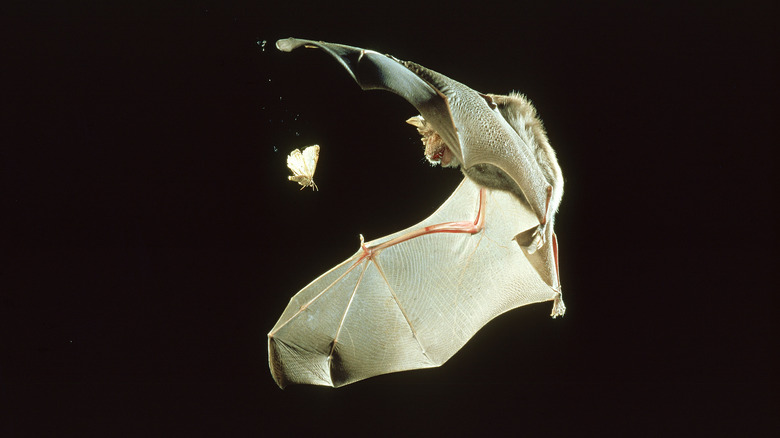 bat hunting moth