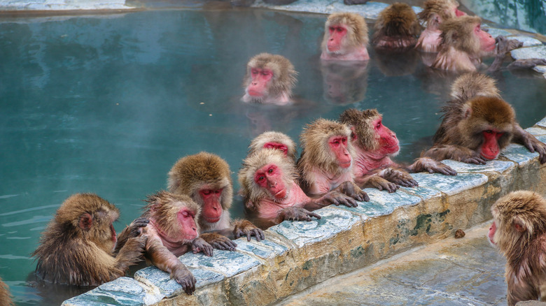 japanese macaques bathing