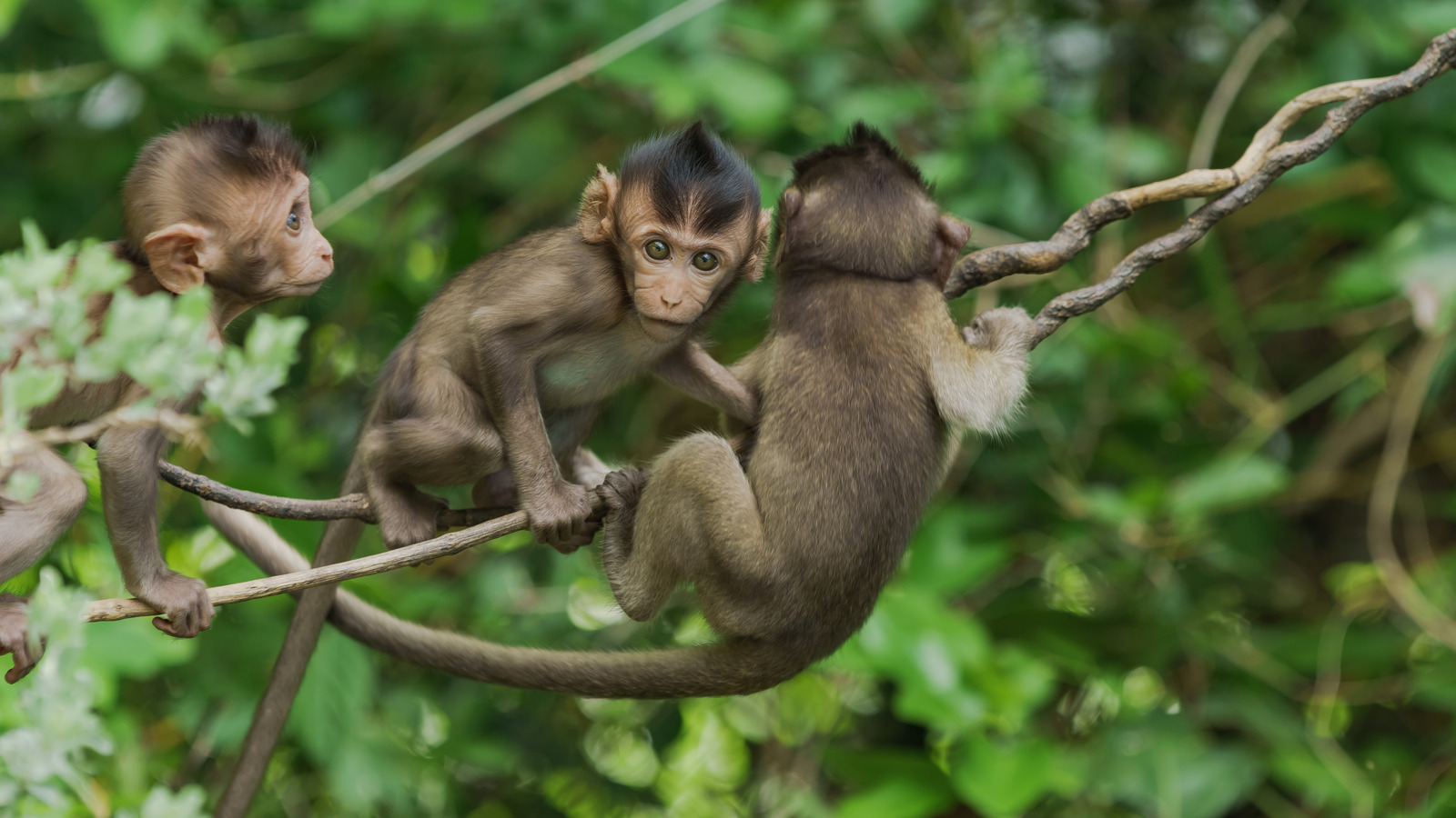 The sneezing monkey with an upturned face, and other other weird species, Endangered species