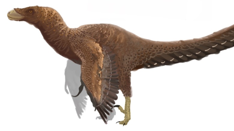 14 Types Of Raptor Dinosaurs Explained 14 Types Of Raptor Dinosaurs Explained