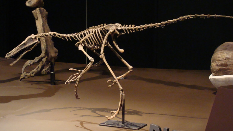Buitreraptor skeleton royal ontario museum