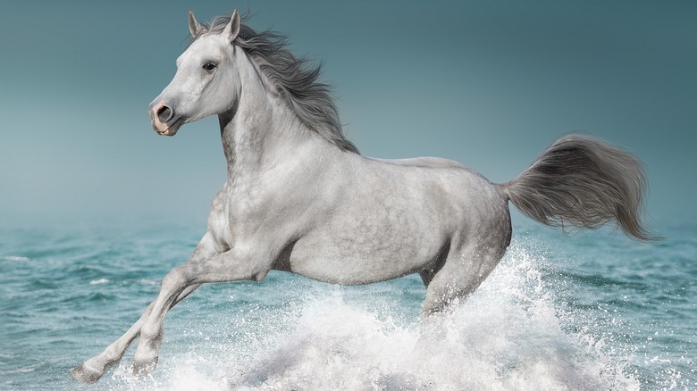 Gray horse running in water