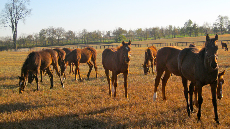 Horses in a sunlit paddock