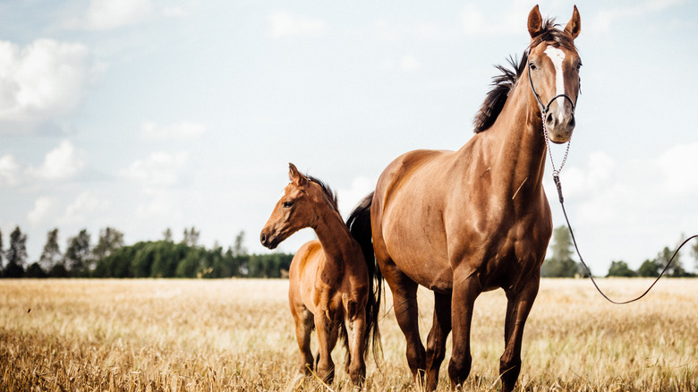 Mare and colt together in field