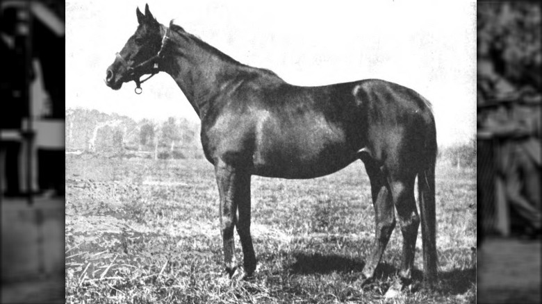 Regret stood in field
