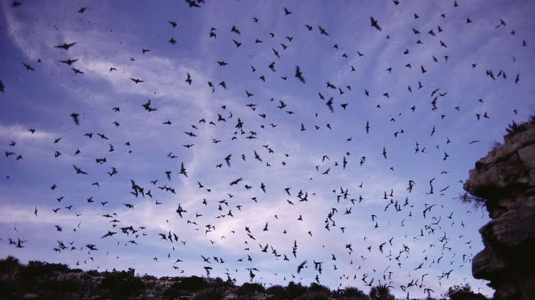 Swarms of Mexican Free-Tailed Bats exiting the caves of Carlsbad Cavern at dusk