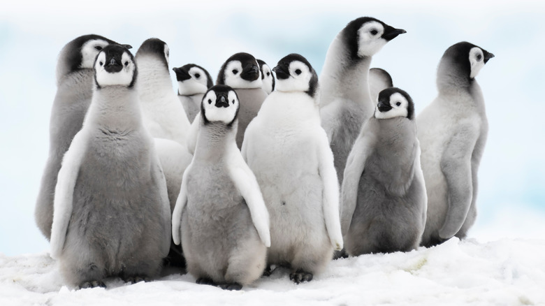 Emperor penguin chicks