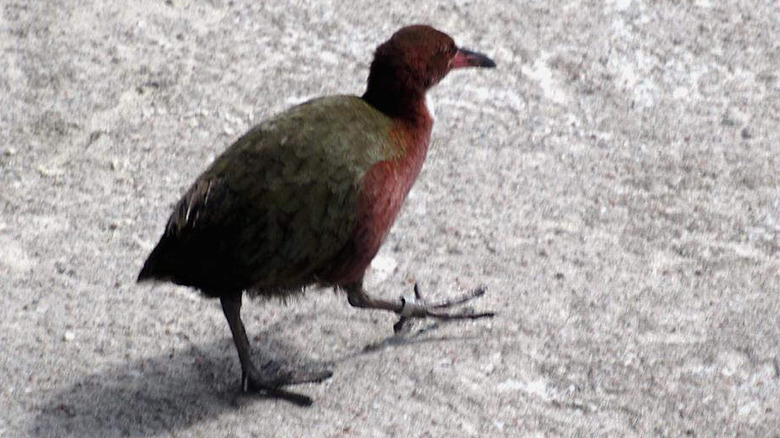 Aldabra rail