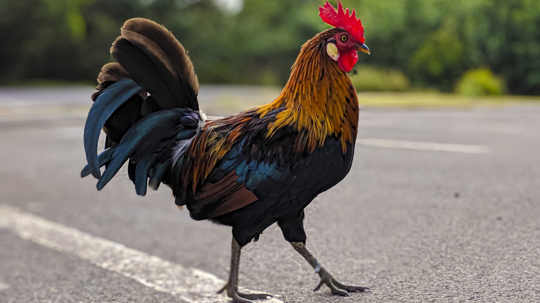 Rooster walking on a road