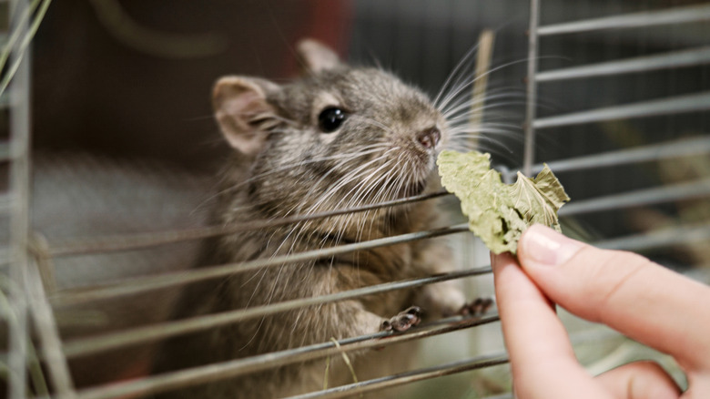 Rat in cage getting treat from human hand