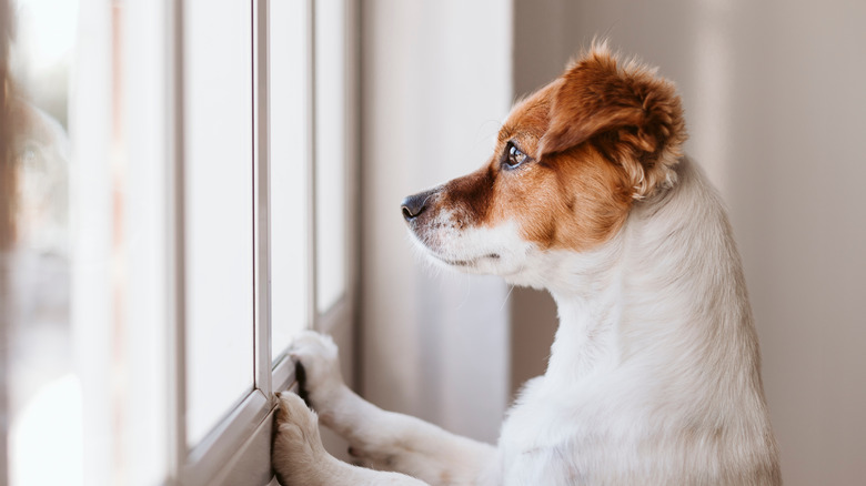 Dog looks out window