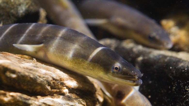 Eels in a reef