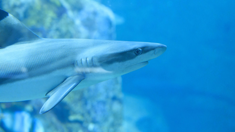 Small shark in water