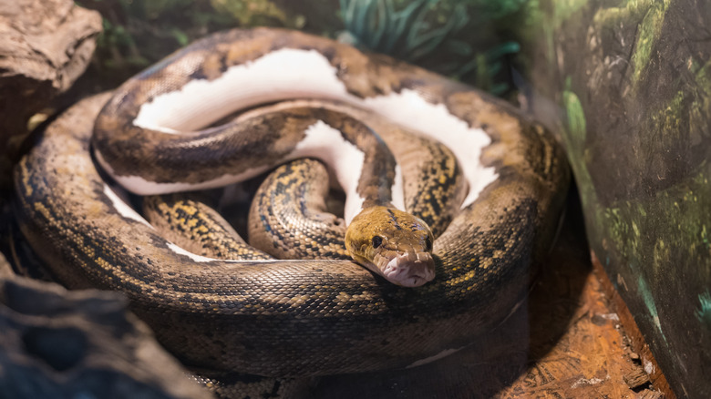 A coiled boa constrictor in tank