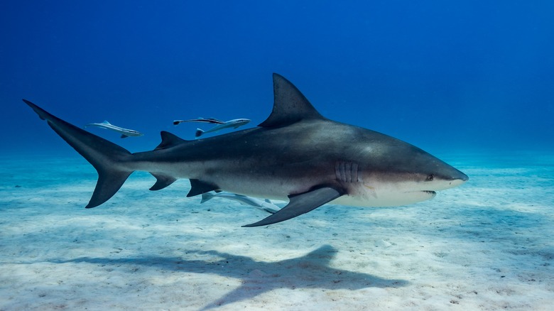 Shark near sandy ocean floor