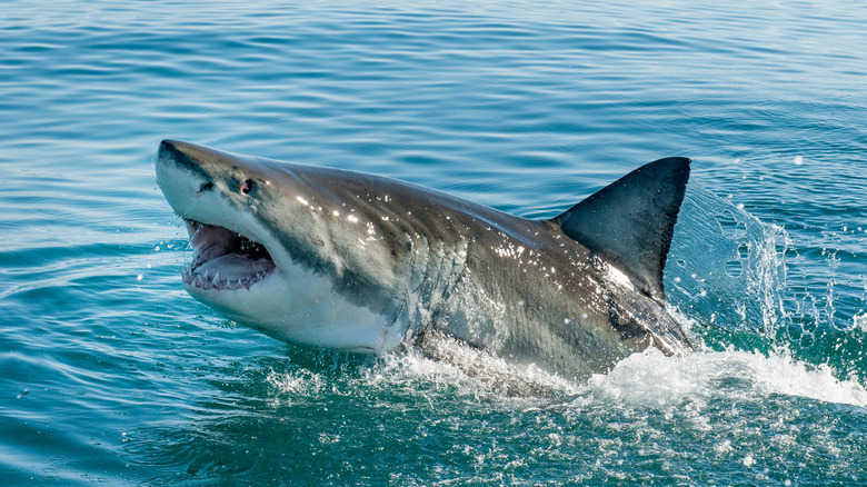 shark jumping out of water