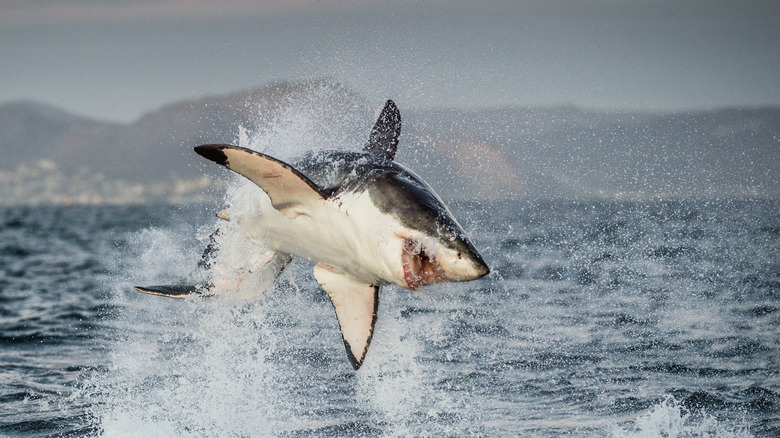 shark jumping out of water