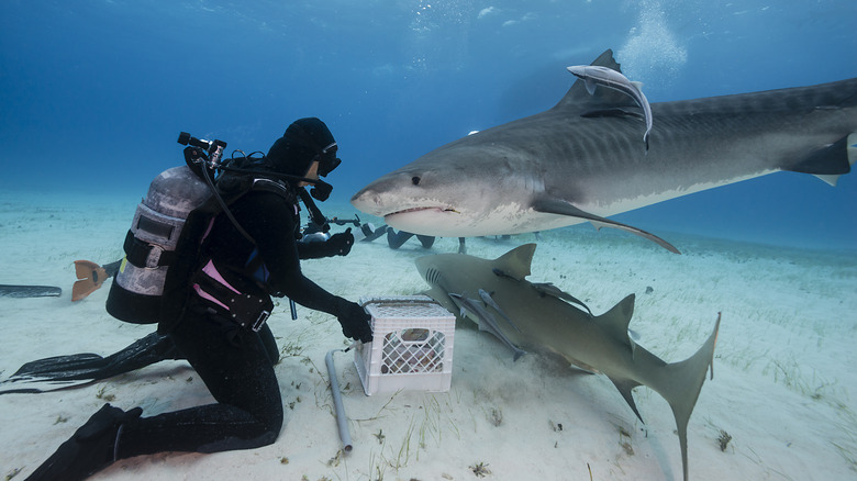 diver feeding sharks