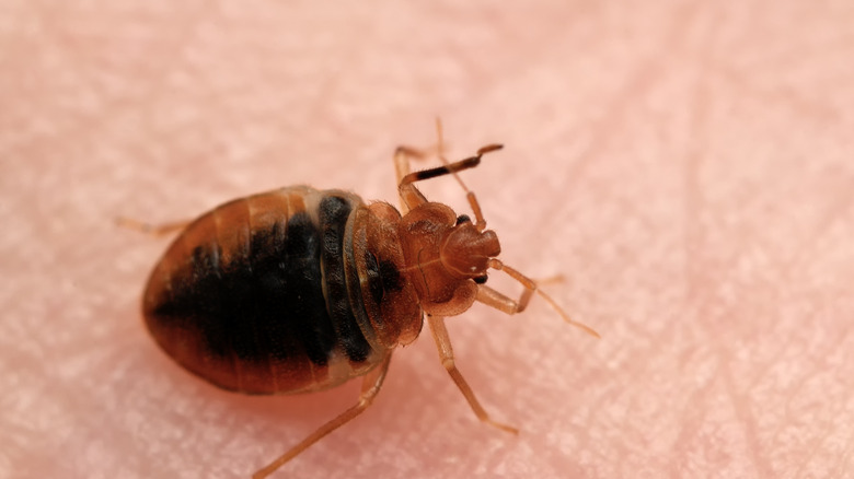 bedbug on human skin
