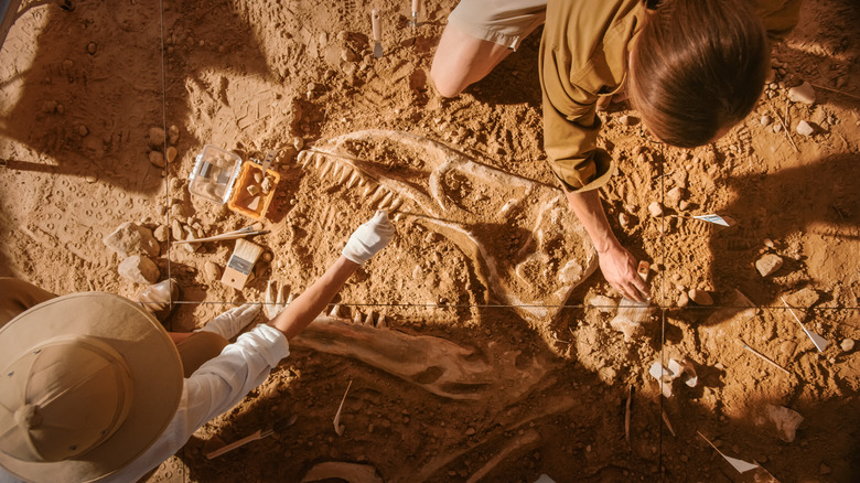 people discovering fossils