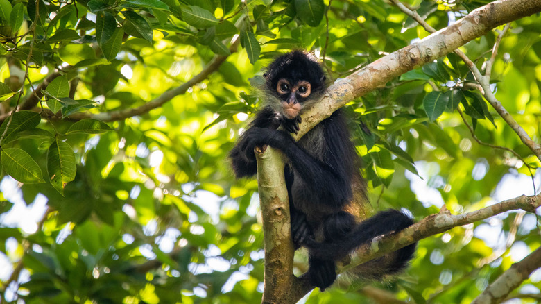 Spider monkey in tree