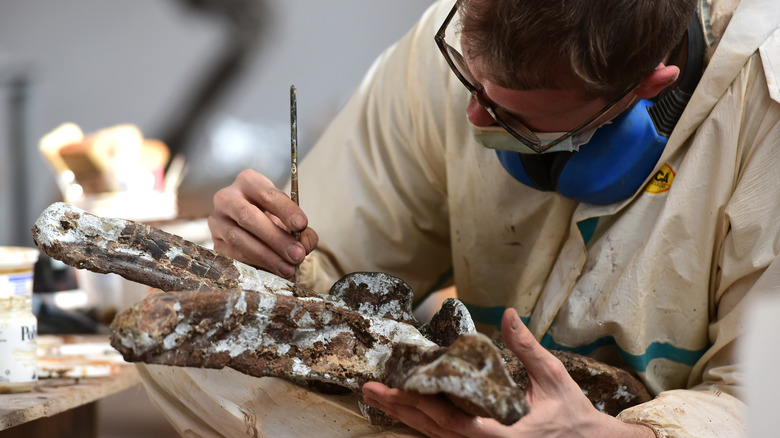 Dinosaur fossil research