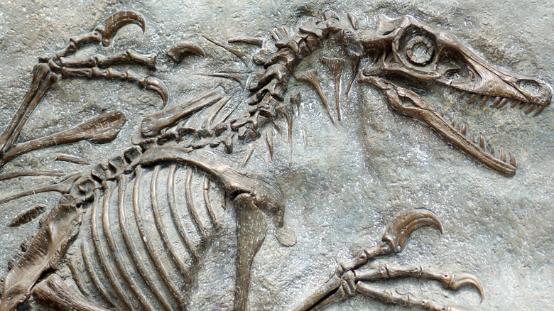 Dinosaur fossil 