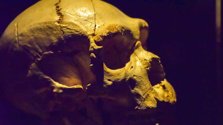 Skull of Heidelbergensis man